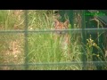 Parc Animalier Casteil - Compilation