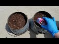 Planting Annual Flower Seeds in Containers | Marigolds, Petunias, and Zinnias
