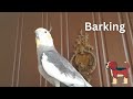 koko the cockatiel: fabulous whistle singing