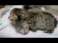 Newborn Kitten Hissing