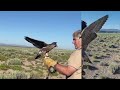 Striker the Peregrine Falcon Part 3