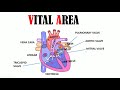 [IGCSE/GCSE] Heart Structure - Memorize In 5 Minutes Or Less!