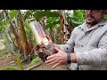 uma plantação de banana com as dicas do caipira do vale +como plantar banana