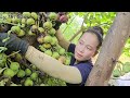 Happy single mother and orphans harvest Ngoa fruit go to sell - Buy chickens to raise | Ly Thi Gam