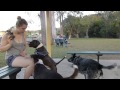 Steph playing with Oliver and Sophie at the dog park 2012-11-12