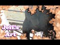 Jeff's Art (test video)