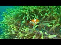 The Best 4K Aquarium 🐠 Beautiful Coral Reef Fish - Sleep Relax Meditation Music