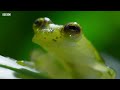 Frog Defends Eggs From Wasps | Planet Earth II | BBC Earth