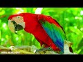 Amazon Animals 8K ULTRA HD | Wildlife of Amazon Rainforest | Relaxation Film of Amazon Jungle