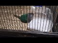 Green Cheek Conure Taking a Quick Bath