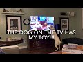Jack thinks the dog on the TV stole his toy!