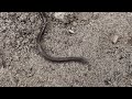 The smallest snake in the world, Epictia borapeliotes, Campina Grande, Brazil