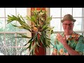 Staghorn Fern: Care Tips, Tricks, and an Elevator Pitch