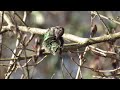 An Anna's Hummingbird Preening