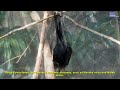 FLYING FOX - ZORRO VOLADOR - Pteropus vampyrus - BIOPARQUE TEMAIKEN #temaiken #animals #wildlife