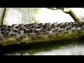 Termites in the Cameron Higlands
