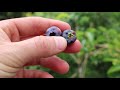 My Favorite BIG & TASTY Blueberry Varieties