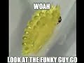 funky worm