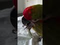 Red fronted macaw playing with sticks