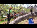 2016 World Tree Climbing Championship Final; James Kilpatrick ITCC Masters