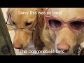 Discovering Australian Gold Nuggets with DoggoneGold Dogs!