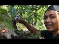 Cara cepat program bonsai loa tanpa pruning dan tempel cabang@kepobonsai3473