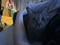 Rescue Cat Fuzzy’s true 👽 form revealed! 🙀