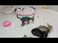 The ULTIMATE Cat and Dog Videos!😹FUNNIEST Pets😻🐶