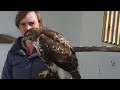 Everything you need to know about Red-tailed Hawks!  America's most visible raptor!