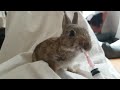 feeding a wild bunny baby.