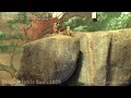 Philadelphia Zoo Meerkat Perched on Rock in Small Mammal House