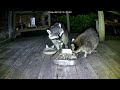 Raccoon Babies have fun