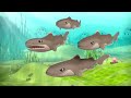 Octonauts - La légende de Calico Jack | Dessins animés pour enfants