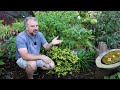 50 Plus! Small Evergreen Shrubs for the Garden - Small Foundation Plants
