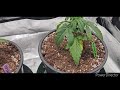 Scale Unboxing & Cannabis Harvest Update