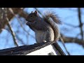 Squirrel Freezes With a Mouthful of Nuts & Chatters