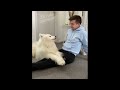 Cute animals - Funny cats / Dogs / Baby animals - Funny animal videos / Funny animals #2