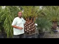 Canary Island Date Palm Care in North Florida