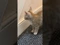 The kitten approaching the mum cat to play with him was so cute. Funny Cat Video#2024#viral #