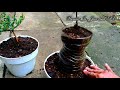 Menanam bibit Bonsai  Black olive beli online. How to plant Buchida spinosa bonsai tree.