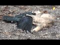 猫 カラス狩り　Strong Mother Cat catching a crow