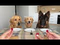 Dog Reviews Food with His Puppy l Dog Food Review