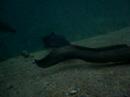 Lake Rotoiti Eels