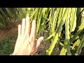 Dragon Fruit - The process of growing and developing dragon fruit trees is extremely effective