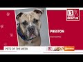 Pets of the Week: 9-21-2024