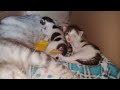 Cute baby kittens with its mother || sleeping and drink milk