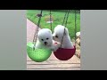 The Best FUNNY ANIMALS VIDEOS of All Time 🤣 Ultra Funny CATS and DOGS videos
