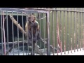 Monkey in JB zoo
