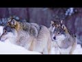 Animals of polar 4K (4K ULTRA HD)  -  Scenic Relaxation Film With Calming Music,Peaceful Piano Music