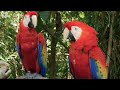 Animals of Amazon 4K - Animals That Call The Jungle Home  Amazon Rainforest Scenic Relaxation Film